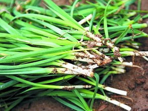 韭菜收割時(shí)間及注意事項(xiàng),韭菜越冬注意事項(xiàng),韭菜的種植方法以及注意事項(xiàng)