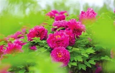 牡丹花澆水注意事項,牡丹花種植方法和注意事項,牡丹花的養(yǎng)殖方法和注意事項