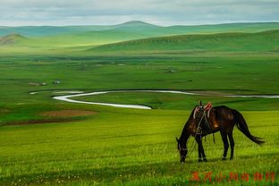 去草原的注意事項,去熱帶草原旅游的注意事項,草原旅游注意事項