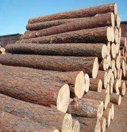 國外進(jìn)口木材需要注意事項(xiàng)