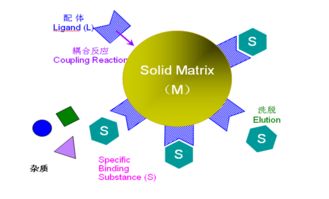 免疫親和柱實驗原理及注意事項