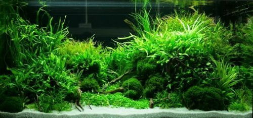 水草,注意事項(xiàng)