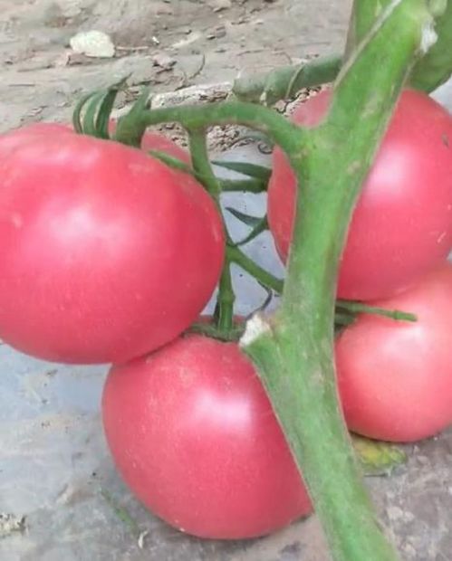 草莓苗移栽注意事項,玉米苗移栽注意事項,煙苗移栽注意事項