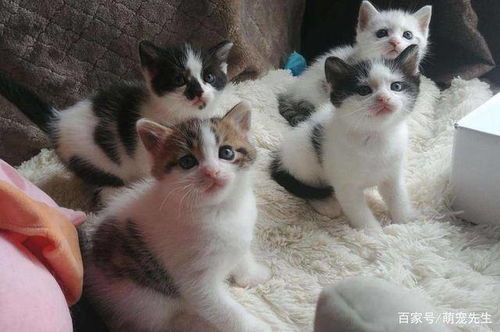 剛生的貓注意事項(xiàng)