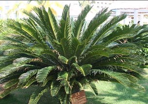 鐵樹,海棠,種植,注意事項(xiàng)