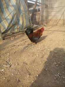 初春牛羊養(yǎng)殖注意事項(xiàng),春季肉雞養(yǎng)殖重點(diǎn)注意事項(xiàng)!,初春牡丹花的養(yǎng)殖方法和注意事項(xiàng)