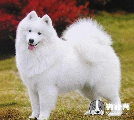 薩摩耶的注意事項(xiàng),養(yǎng)薩摩耶的注意事項(xiàng),薩摩耶洗澡注意事項(xiàng)