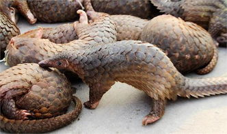 穿山甲煎藥注意事項,產(chǎn)婦用穿山甲注意事項,壁虎入藥的注意事項