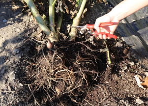 水光,種植,注意事項(xiàng)