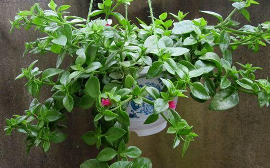 牡丹吊蘭換盆注意事項(xiàng)