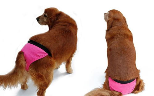 狗狗來例假注意事項(xiàng),高原來例假注意事項(xiàng),來例假爬山注意事項(xiàng)