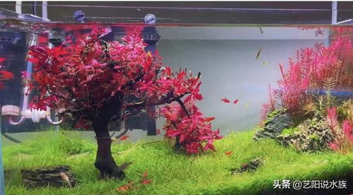 草缸養(yǎng)魚注意事項,荷花缸養(yǎng)魚注意事項,陶瓷缸養(yǎng)魚注意事項