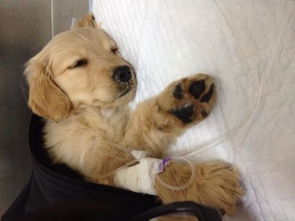 小狗細小冠狀注意事項