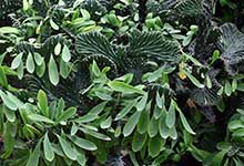 麒麟掌繁殖方法和注意事項(xiàng)