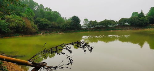 魚換塘注意事項