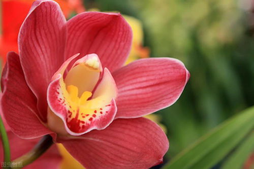 開花,注意事項(xiàng),蕙蘭