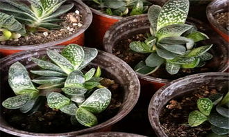 養(yǎng)殖,注意事項(xiàng),方法