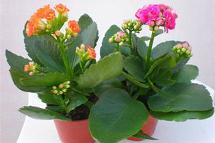 長壽花養(yǎng)殖五大技巧與注意事項(xiàng)