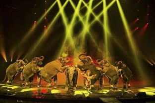 看馬戲注意事項