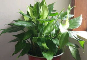 水養(yǎng)彩葉萬年青的養(yǎng)殖方法和注意事項(xiàng),水培萬年青的養(yǎng)殖方法和注意事項(xiàng),彩葉萬年青的養(yǎng)殖方法和注意事項(xiàng)