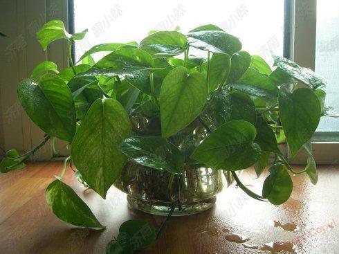 綠蘿的土培方法和注意事項,綠蘿的養(yǎng)殖方法和注意事項,大葉綠蘿的養(yǎng)殖方法和注意事項