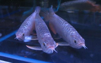 快遞龍魚注意事項