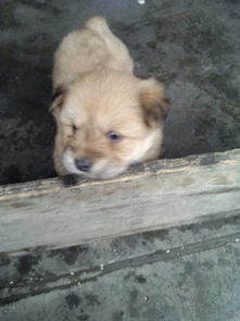 一個(gè)月大的小狗注意事項(xiàng)