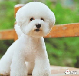 五個(gè)月的比熊體外驅(qū)蟲(chóng)注意事項(xiàng)