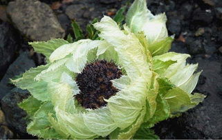 千雪蓮青的養(yǎng)殖方法和注意事項(xiàng)