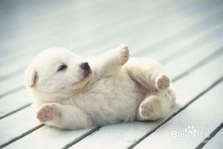 加拿大養(yǎng)狗注意事項(xiàng)