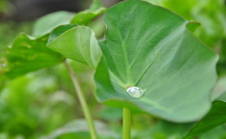 荷葉,注意事項(xiàng)