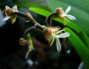 金線蓮管理技術(shù)注意事項