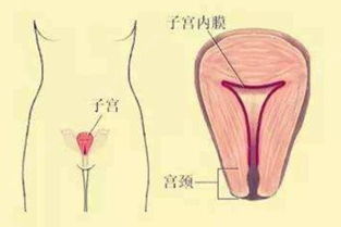 藥流刮宮后注意事項(xiàng)和飲食,藥流清宮后要注意什么,藥流加清宮后注意事項(xiàng)