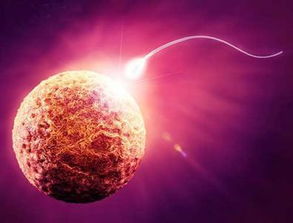 受精卵,注意事項