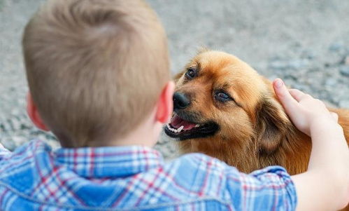 養(yǎng)狗,注意事項(xiàng),家里,寶寶