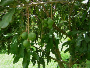 樹(shù)苗,堅(jiān)果,長(zhǎng)途,注意事項(xiàng)