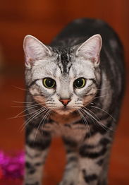 貓咪產(chǎn)崽注意事項(xiàng),貓咪陪產(chǎn)注意事項(xiàng),貓咪洗澡注意事項(xiàng)