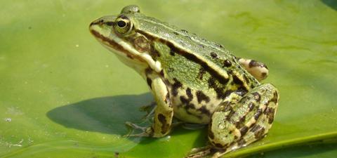 青蛙,注意事項