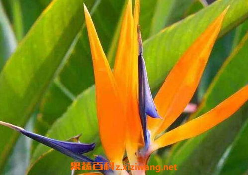 鶴望蘭移栽注意事項,鶴望蘭水培注意事項,鶴望蘭的養(yǎng)殖方法和注意事項