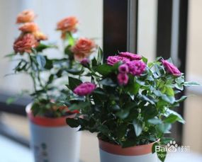 迷你玫瑰花種植方法和注意事項,玫瑰花怎么種植方法和注意事項,盆栽玫瑰花的養(yǎng)殖方法和注意事項