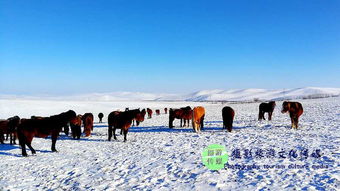內(nèi)蒙旅游注意事項,去內(nèi)蒙注意事項,內(nèi)蒙飲食注意事項