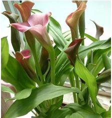 水培馬蹄蓮的養(yǎng)殖方法和注意事項,馬蹄蓮的養(yǎng)殖方法和注意事項,馬蹄蓮的養(yǎng)殖方法和注意事項盆栽