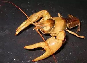 鰲蝦養(yǎng)殖與繁殖注意事項(xiàng)