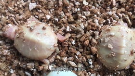 孵化,烏龜,注意事項(xiàng)