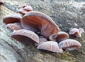 采摘,木耳,注意事項(xiàng)