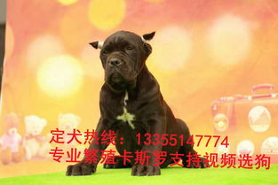 卡斯羅犬飼養(yǎng)注意事項(xiàng),卡斯羅喂養(yǎng)注意事項(xiàng),卡斯羅下崽后注意事項(xiàng)