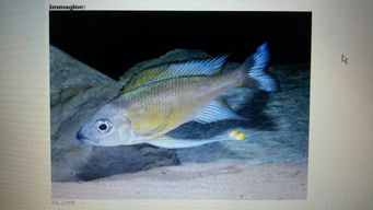 黃鰭鯧注意事項