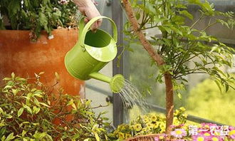 澆水,花卉,注意事項