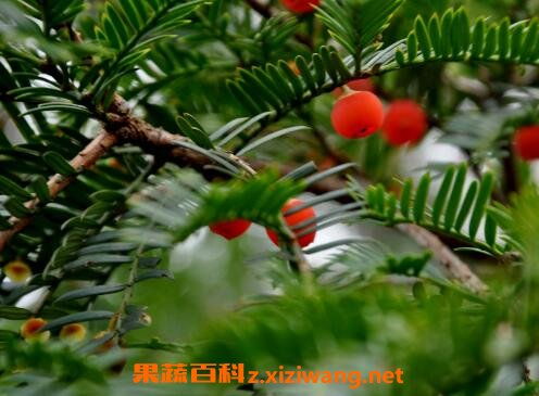 月季移栽注意事項,肉肉的移栽方法和注意事項,盆栽桔子樹的養(yǎng)殖方法和注意事項