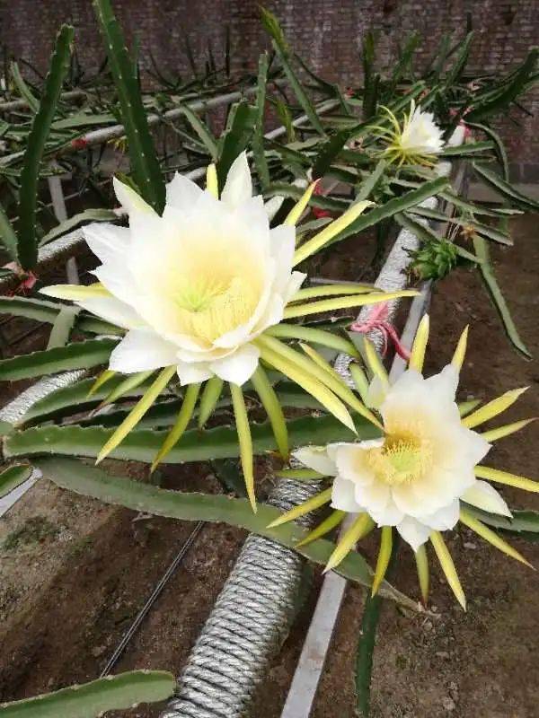 開花,注意事項(xiàng),火龍果